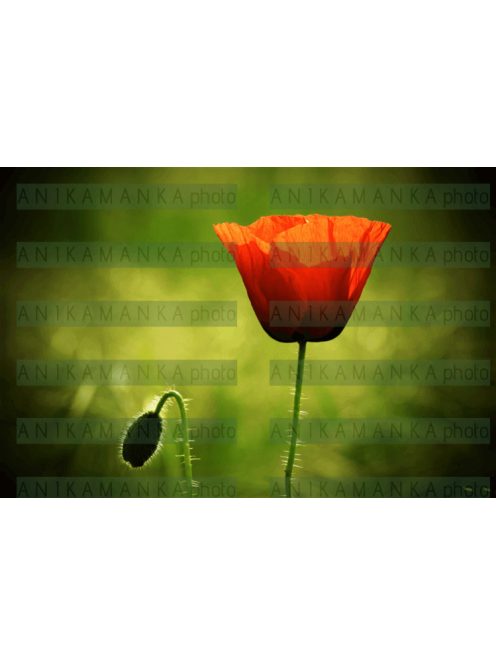 NAMASKARA ART | Anika Manka: Poppy